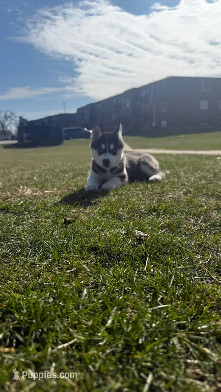 Hony  – Siberian Husky puppy for sale in West Chicago, IL