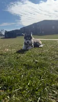Hony , a male Siberian Husky for sale in West Chicago, IL – Photo 1 of 2