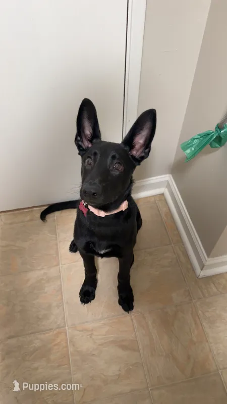Storm – Belgian Malinois, German Shepherd Dog puppy for sale in Hopkins, MN