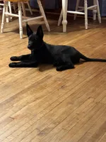 Storm, a female Belgian Malinois and German Shepherd Dog for sale in Hopkins, MN – 4 of 5