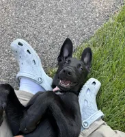 Storm, a female Belgian Malinois and German Shepherd Dog for sale in Hopkins, MN – 5 of 5