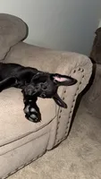 Storm, a female Belgian Malinois and German Shepherd Dog for sale in Hopkins, MN – 3 of 5