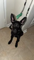 Storm, a female Belgian Malinois and German Shepherd Dog for sale in Hopkins, MN – 2 of 5