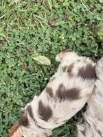 Sienna, a female Miniature Aussiedoodle for sale in Warrensburg, MO – 3 of 3