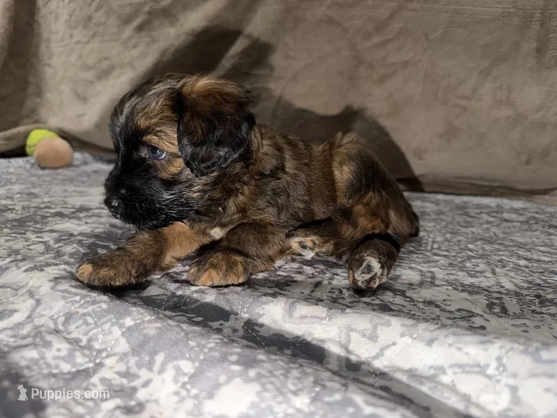 Steph – Whoodle puppy for sale in Warrensburg, MO