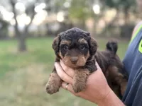 Remi, a male Bernedoodle for sale in Knob Noster, MO – 2 of 4