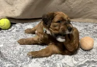 Jordan, a male Soft Coated Wheaten Terrier and Whoodle for sale in Warrensburg, MO – 2 of 5