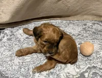 Jordan, a male Soft Coated Wheaten Terrier and Whoodle for sale in Warrensburg, MO – 3 of 5