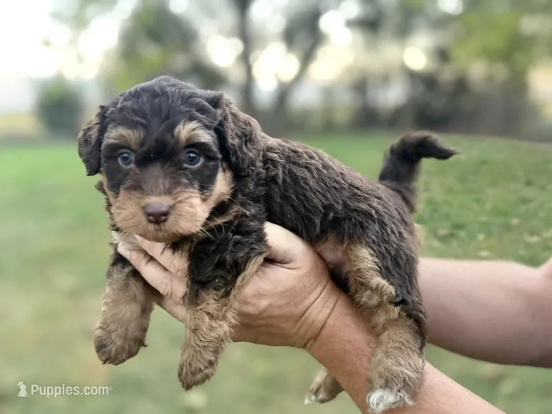 Remi – Bernedoodle puppy for sale in Knob Noster, MO