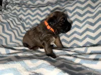 Steph, a male Whoodle for sale in Warrensburg, MO – 2 of 4