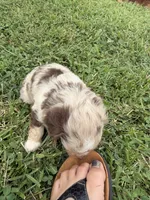 Sienna, a female Miniature Aussiedoodle for sale in Warrensburg, MO – 2 of 3