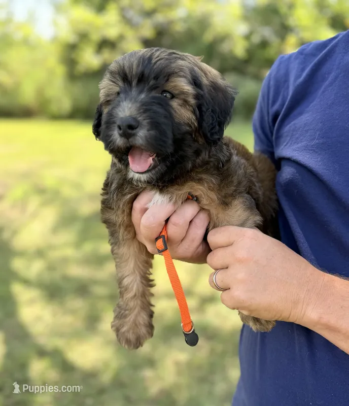Steph – Poodle - Miniature , Whoodle puppy for sale in Knob Noster, MO