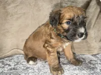 Lebron, a male Whoodle for sale in Knob Noster, MO – 4 of 8
