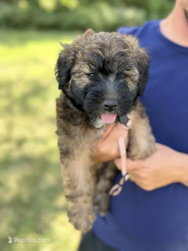Soffie – Whoodle puppy for sale in Knob Noster, MO