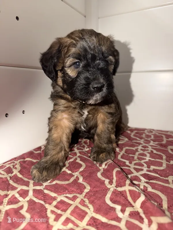Soffie – Whoodle puppy for sale in Warrensburg, MO