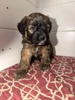 Soffie, a female Whoodle for sale in Knob Noster, MO – 1 of 6
