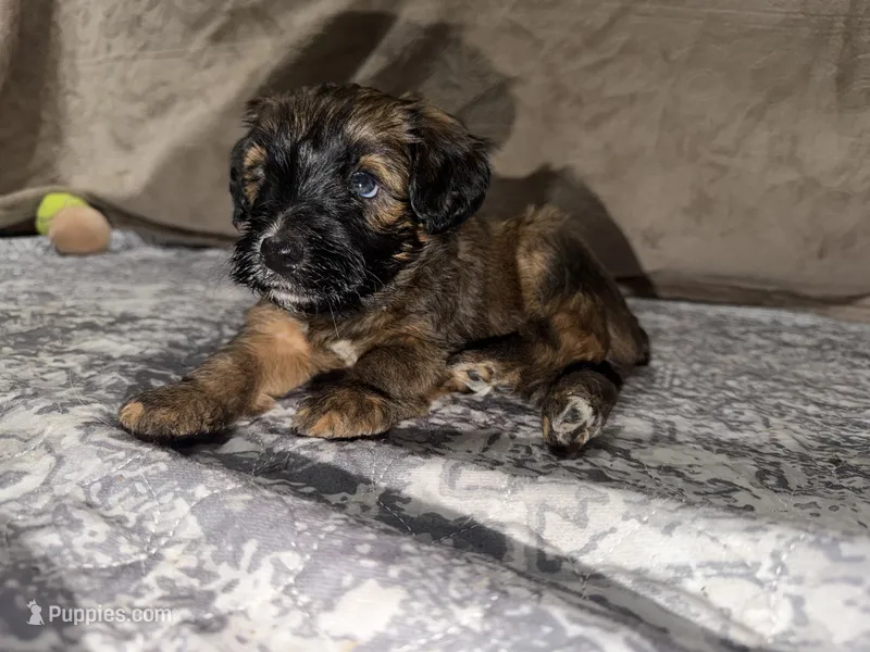 Steph – Poodle - Miniature , Whoodle puppy for sale in Knob Noster, MO