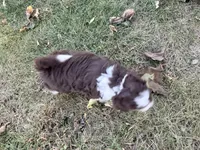 Piper, a female Bernedoodle for sale in Knob Noster, MO – 4 of 7