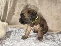 Witt, a male Soft Coated Wheaten Terrier and Whoodle for sale in Warrensburg, MO – 2 of 6