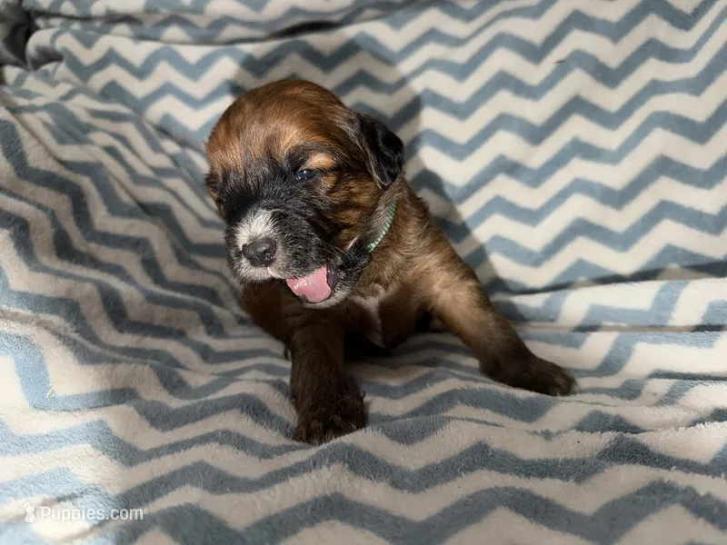Lebron – Whoodle puppy for sale in Warrensburg, MO