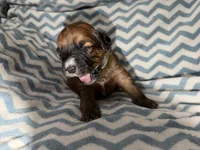 Lebron, a male Whoodle for sale in Warrensburg, MO – 1 of 4