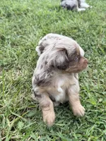 Mallorie, a female Miniature Aussiedoodle for sale in Warrensburg, MO – 3 of 5