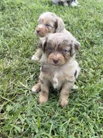 Mallorie, a female Miniature Aussiedoodle for sale in Warrensburg, MO – 4 of 5