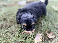 Bennett, a male Bernedoodle for sale in Knob Noster, MO – 3 of 4