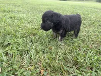 Brielle, a female Miniature Aussiedoodle for sale in Warrensburg, MO – 3 of 4