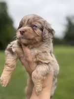 Mallorie, a female Miniature Aussiedoodle for sale in Warrensburg, MO – 1 of 5