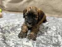 Kobe, a male Whoodle for sale in Knob Noster, MO – 2 of 8