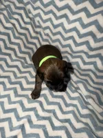Witt, a male Whoodle for sale in Warrensburg, MO – 2 of 3