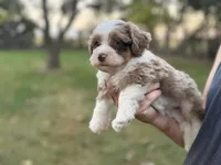 Mayze, a female Bernedoodle for sale in Knob Noster, MO – 3 of 7