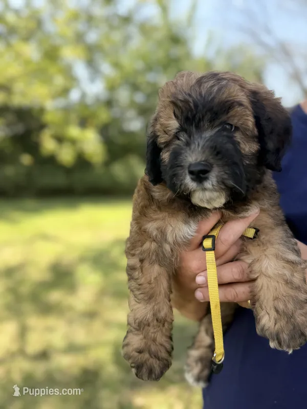 Kobe – Poodle - Miniature , Whoodle puppy for sale in Knob Noster, MO