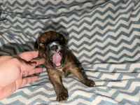Lebron, a male Whoodle for sale in Warrensburg, MO – 3 of 4