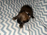 Soffie, a female Whoodle for sale in Warrensburg, MO – 3 of 4