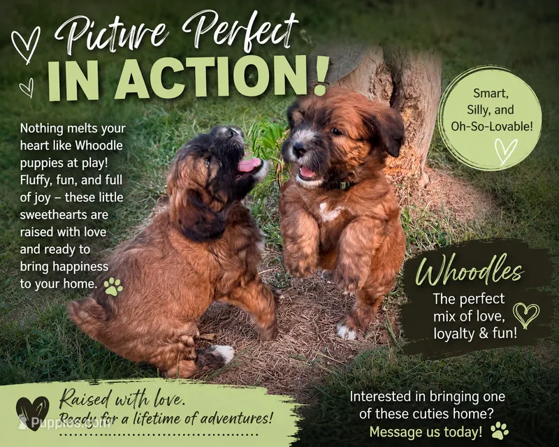 Wilt – Soft Coated Wheaten Terrier, Poodle - Miniature  puppy for sale in Knob Noster, MO