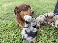 Jessi, a female Miniature Aussiedoodle for sale in Warrensburg, MO – 6 of 8