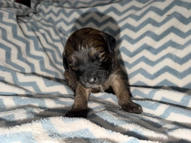 Witt – Whoodle puppy for sale in Warrensburg, MO