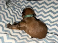 Lebron, a male Whoodle for sale in Warrensburg, MO – 4 of 4