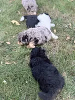 Bennett, a male Bernedoodle for sale in Knob Noster, MO – 4 of 4