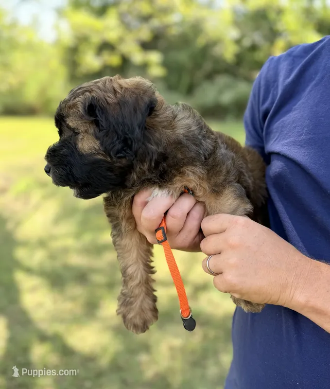 Steph – Poodle - Miniature , Whoodle puppy for sale in Knob Noster, MO
