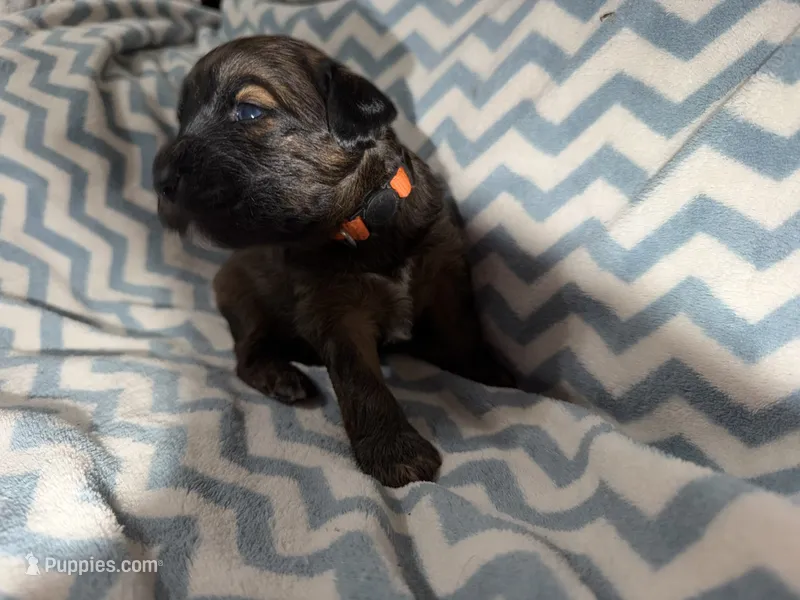 Steph – Whoodle puppy for sale in Warrensburg, MO