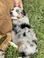 Jessi, a female Miniature Aussiedoodle for sale in Warrensburg, MO – 1 of 8