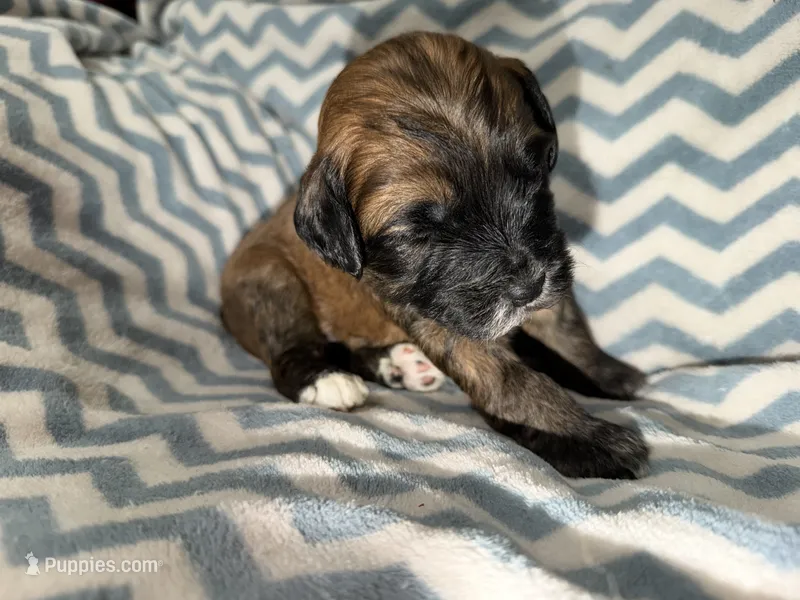 Kobe – Whoodle puppy for sale in Warrensburg, MO