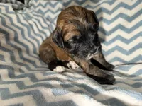 Kobe, a male Whoodle for sale in Warrensburg, MO – 1 of 4