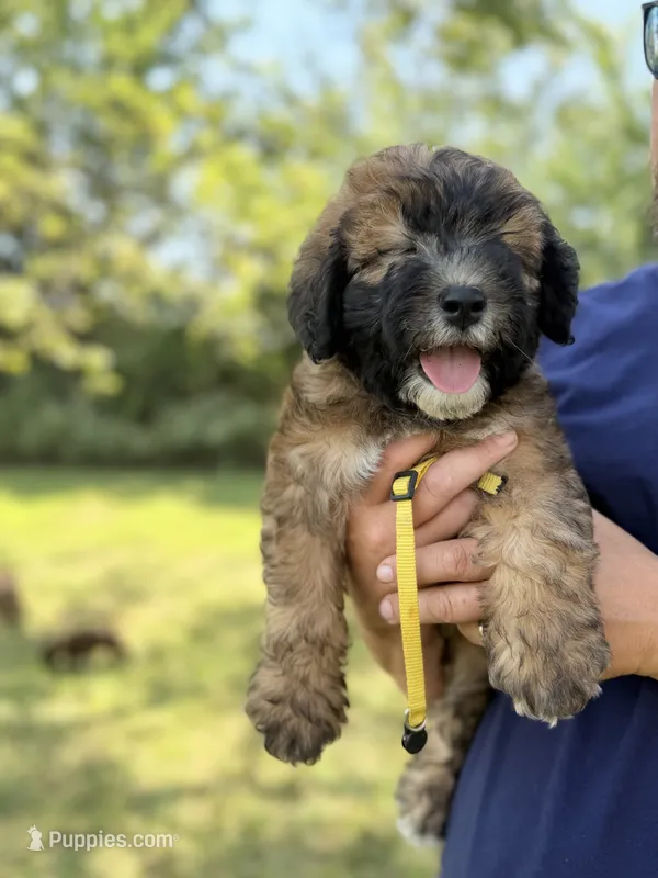 Kobe – Poodle - Miniature , Whoodle puppy for sale in Knob Noster, MO