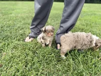 Mallorie, a female Miniature Aussiedoodle for sale in Warrensburg, MO – 5 of 5