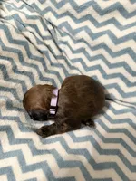 Caitlin, a female Whoodle for sale in Warrensburg, MO – 3 of 3
