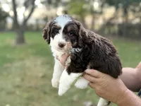 Piper, a female Bernedoodle for sale in Knob Noster, MO – 5 of 7